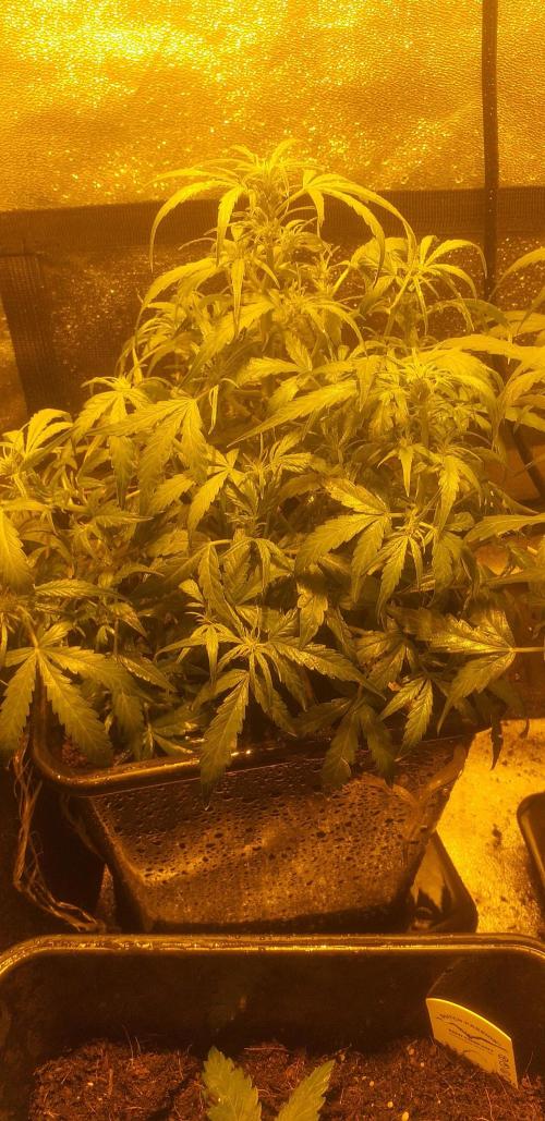 2xAmnesia fast x 2xJack auto fast. Week 5