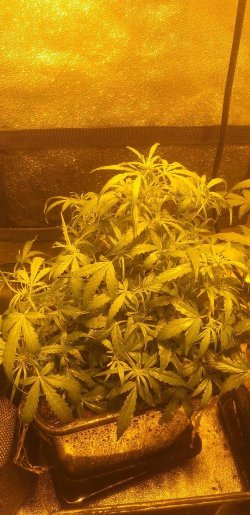 2xAmnesia fast x 2xJack auto fast. Week 5