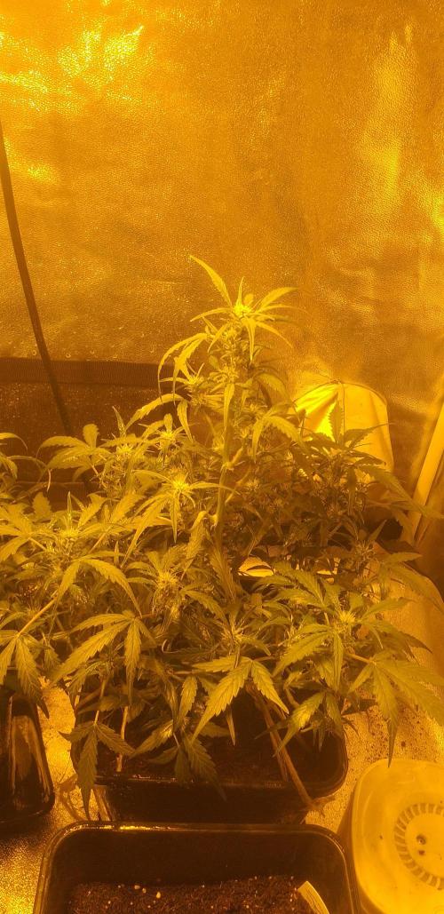 2xAmnesia fast x 2xJack auto fast. Week 5