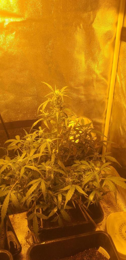 2xAmnesia fast x 2xJack auto fast. Week 5