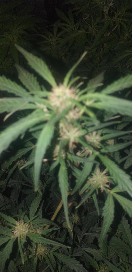 2xAmnesia fast x 2xJack auto fast. Week 6