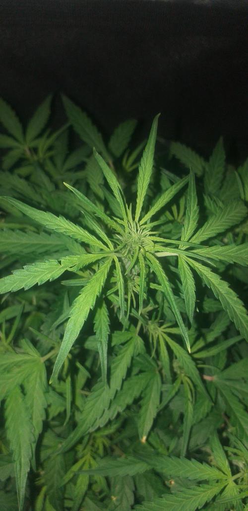 2xAmnesia fast x 2xJack auto fast. Week 6