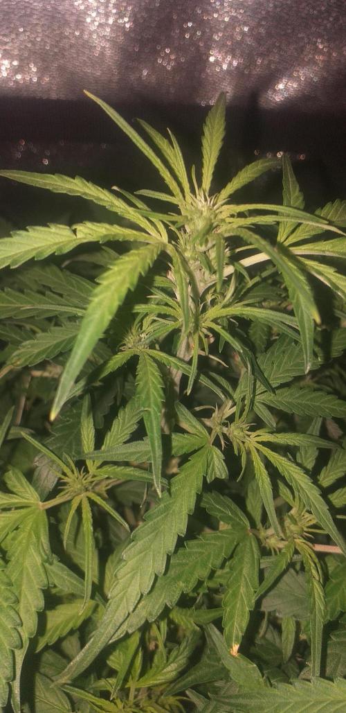 2xAmnesia fast x 2xJack auto fast. Week 6