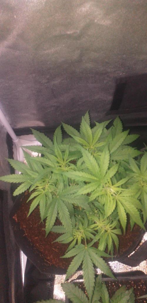 2xAmnesia fast x 2xJack auto fast. Week 6