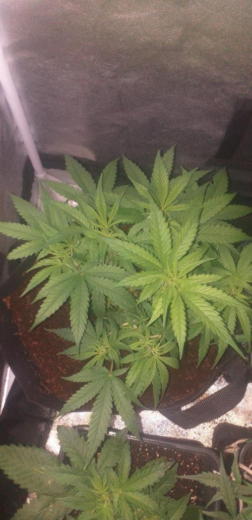 2xAmnesia fast x 2xJack auto fast. Week 6