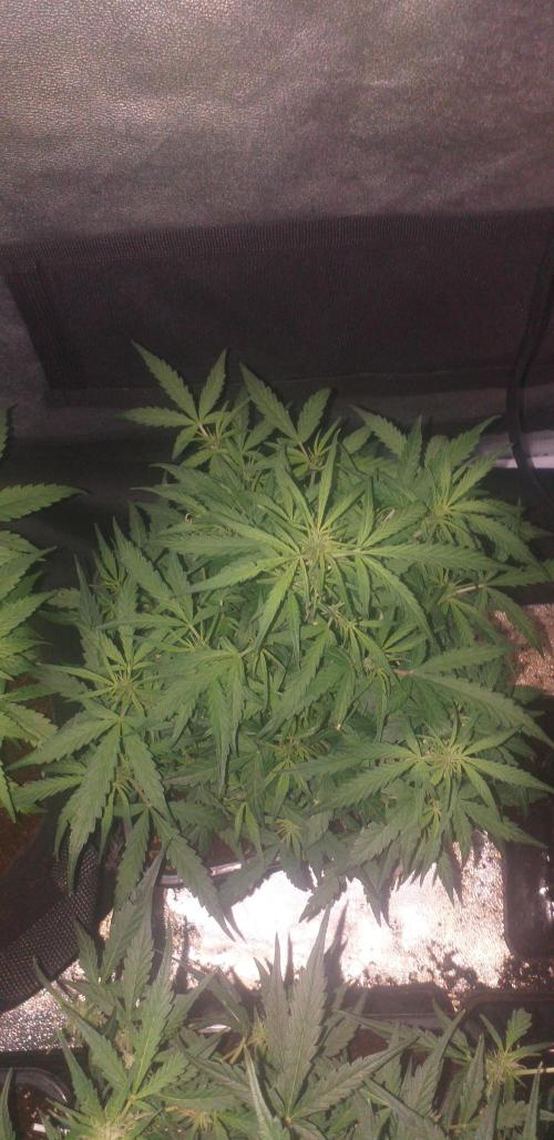 2xAmnesia fast x 2xJack auto fast. Week 6