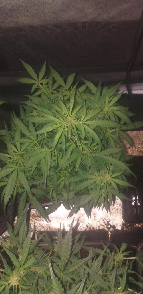 2xAmnesia fast x 2xJack auto fast. Week 6