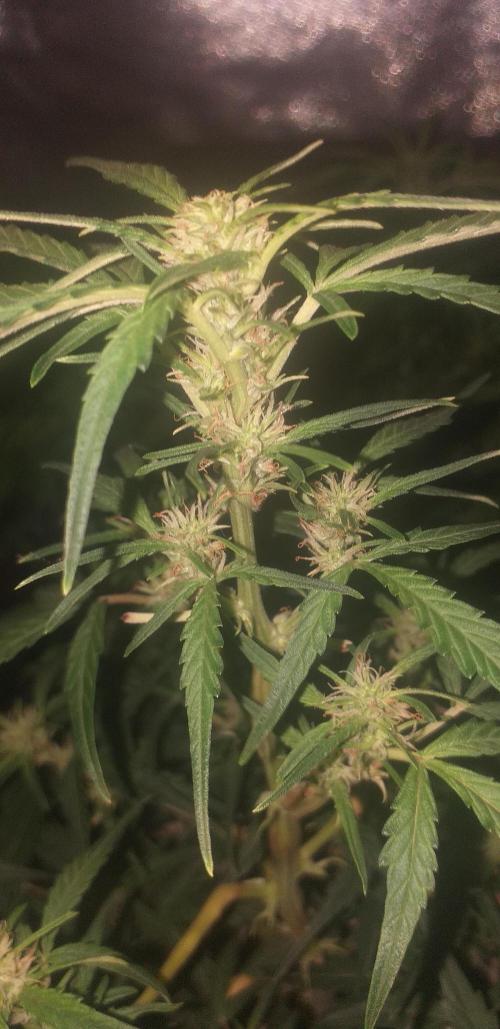 2xAmnesia fast x 2xJack auto fast. Week 6