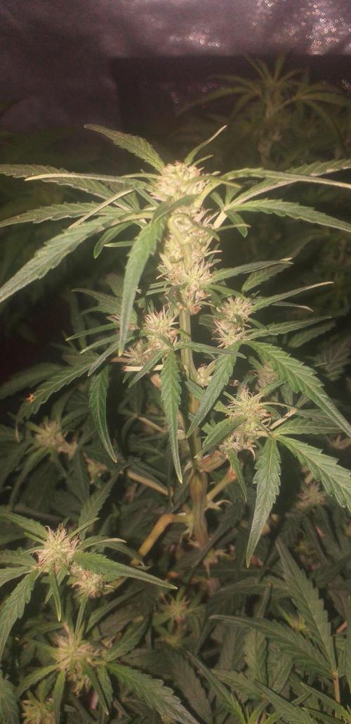 2xAmnesia fast x 2xJack auto fast. Week 6