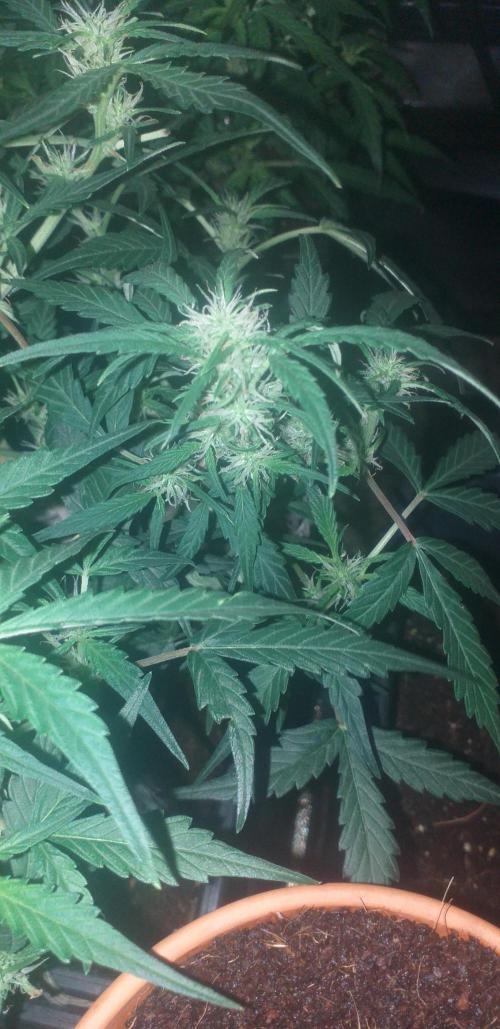 2xAmnesia fast x 2xJack auto fast. Week 6