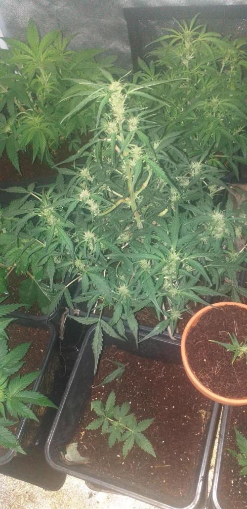 2xAmnesia fast x 2xJack auto fast. Week 6