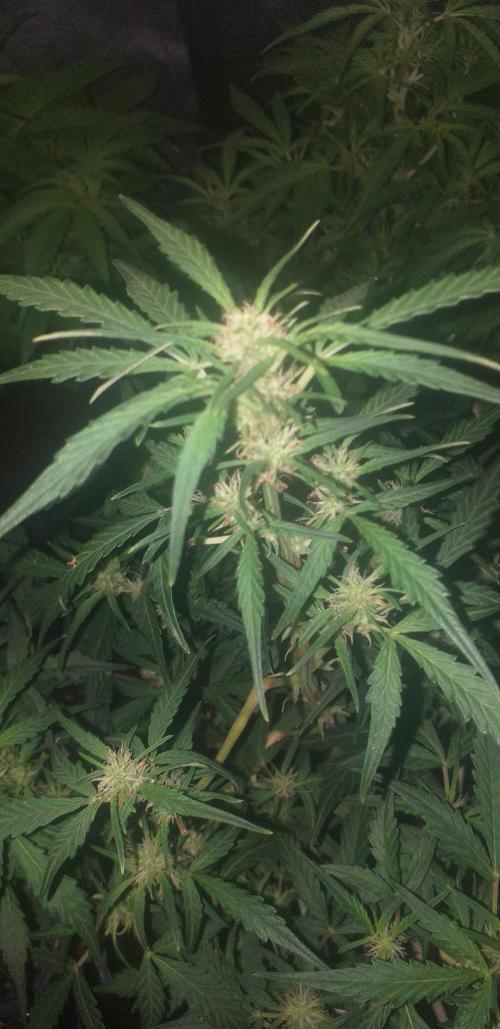 2xAmnesia fast x 2xJack auto fast. Week 6