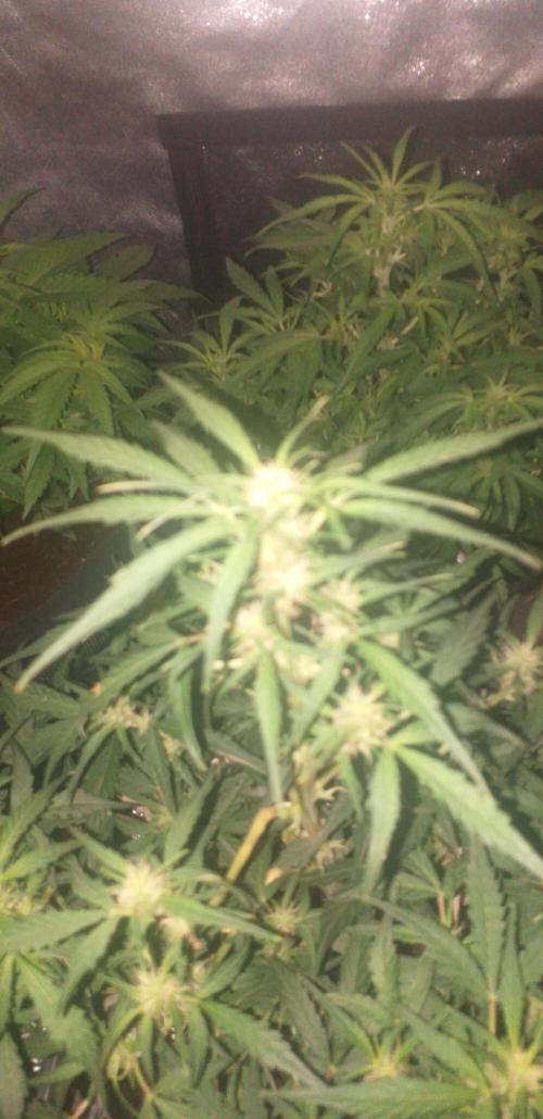 2xAmnesia fast x 2xJack auto fast. Week 6