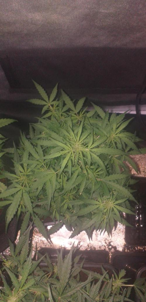 2xAmnesia fast x 2xJack auto fast. Week 6