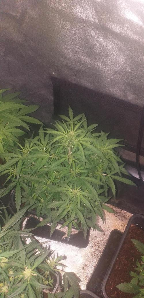 2xAmnesia fast x 2xJack auto fast. Week 6