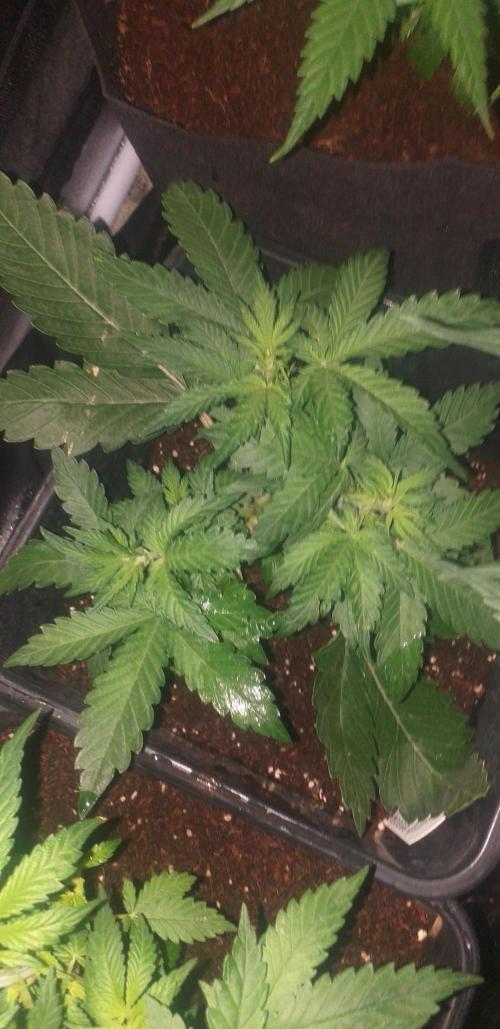 Shiva skunk. Week 3