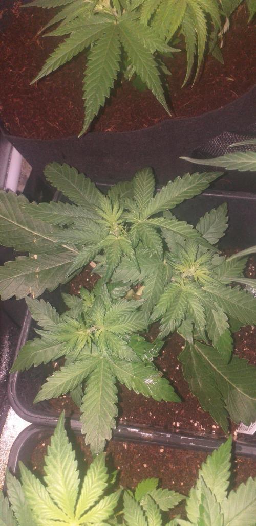 Shiva skunk. Week 3