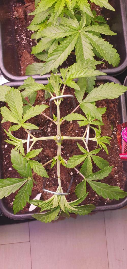 Sonnenschein. Week 8 - Hst main lining