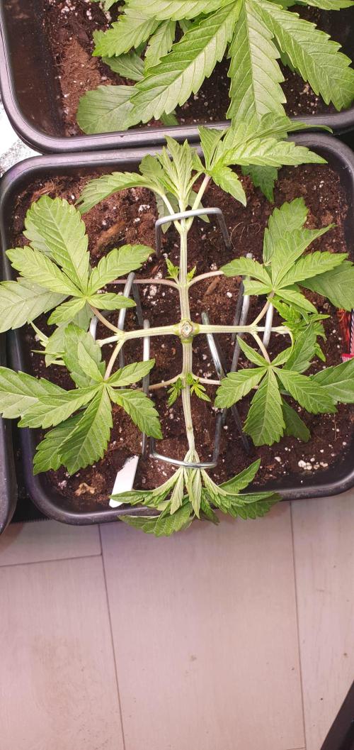 Sonnenschein. Week 8