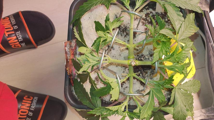 Sonnenschein. Week 8