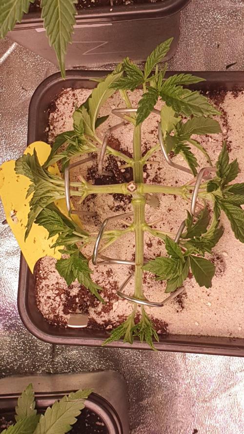 Sonnenschein. Week 8