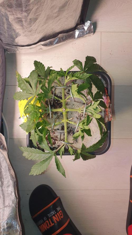 Sonnenschein. Week 8