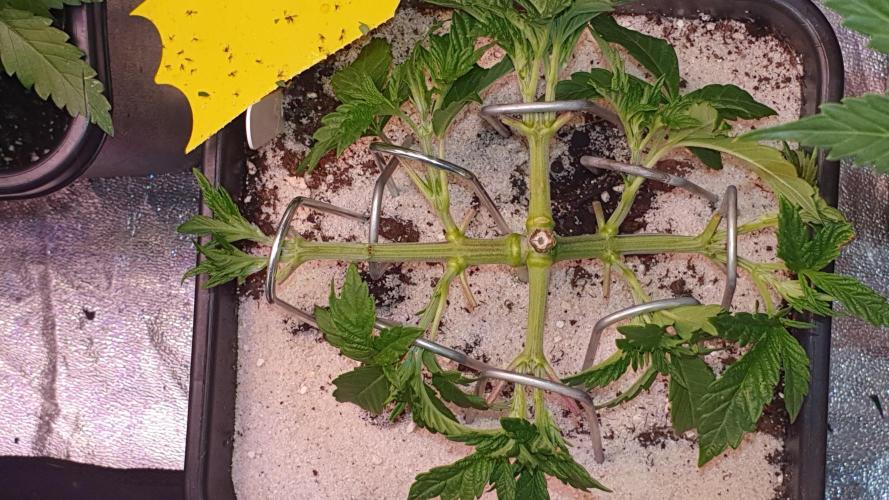 Sonnenschein. Week 8