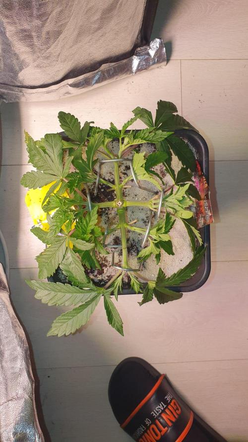 Sonnenschein. Week 8