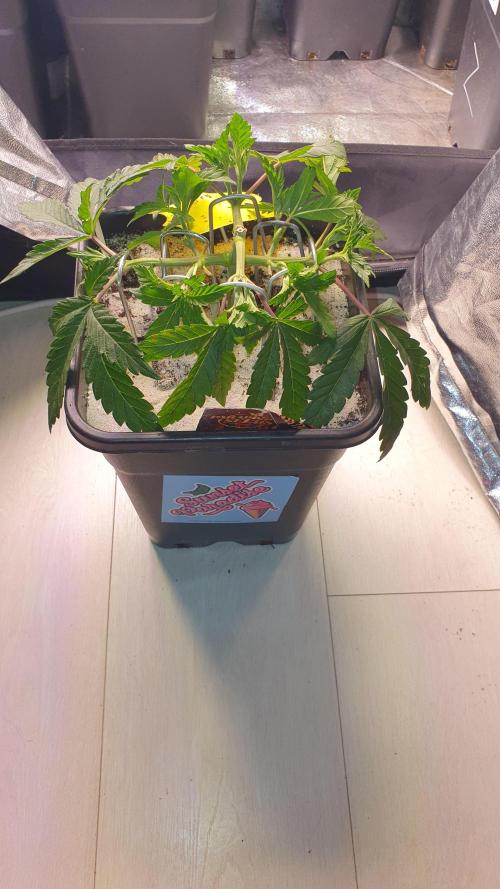 Sonnenschein. Week 8