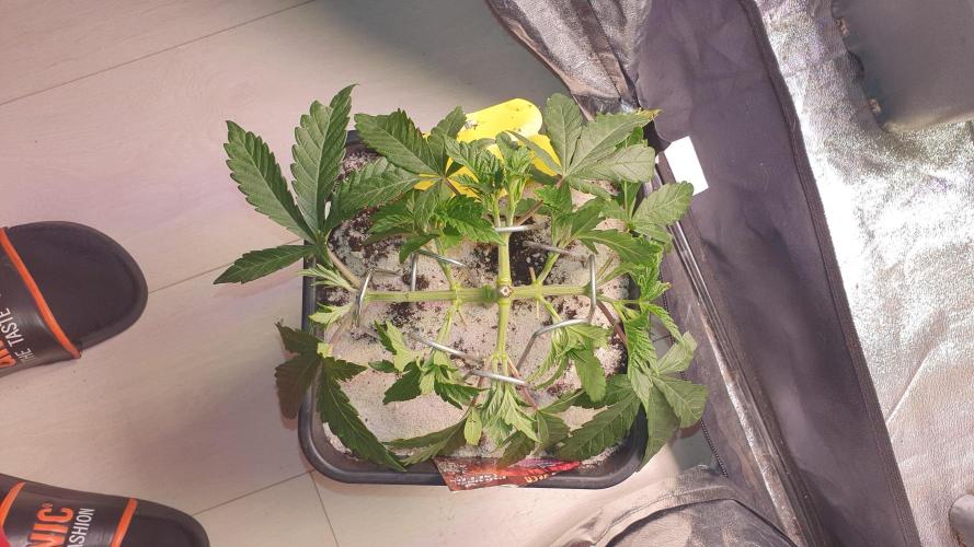 Sonnenschein. Week 8