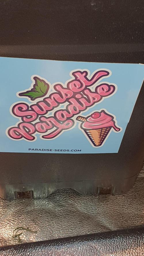 Sonnenschein. Week 8