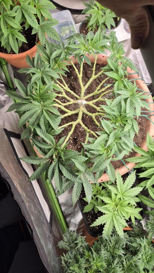 Sonnenschein. Week 9 - Trainings day compleated