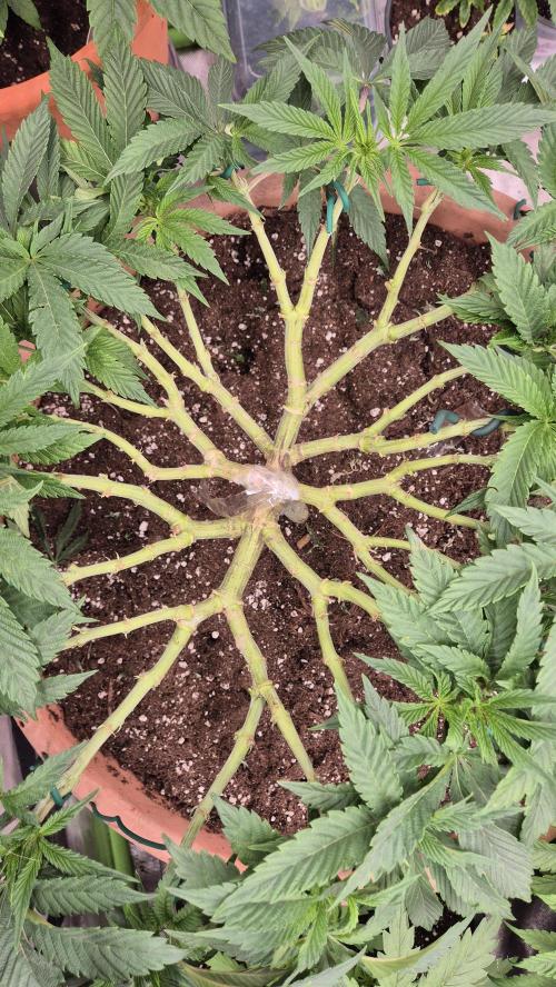 Sonnenschein. Week 9 - Loocking nice