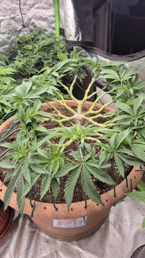 Sonnenschein. Week 9 - Wow