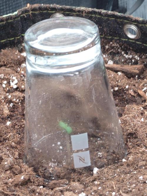 Purple Clouds. Week 0 - Lemon Cherry Cookies 