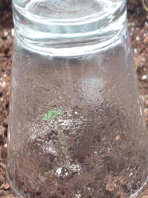 Purple Clouds. Week 0 - Purple Haze 