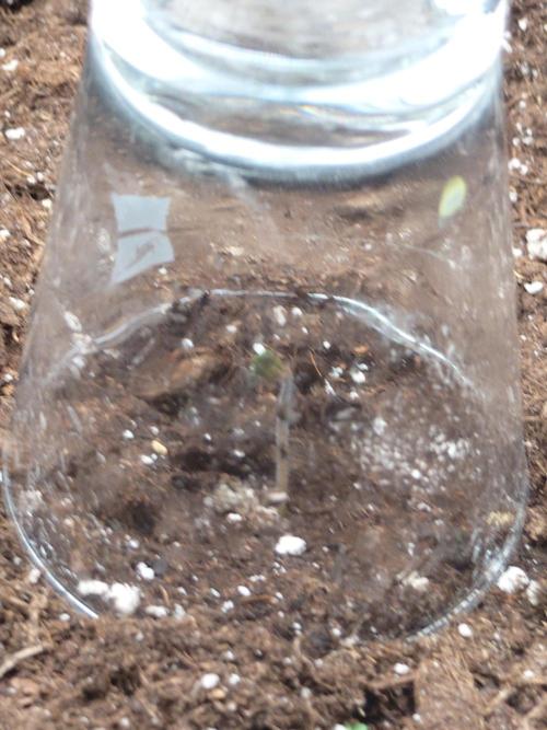 Purple Clouds. Week 0 - Banana purple Punch 