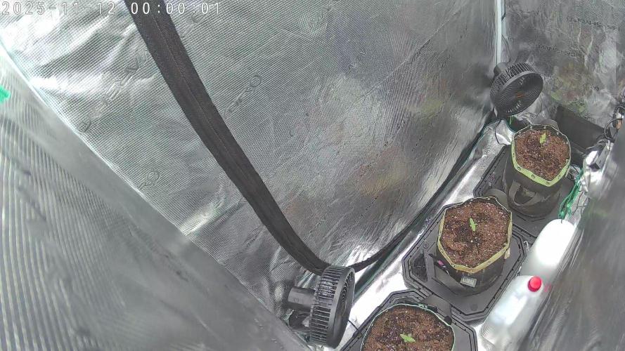 Purple Clouds. Week 1