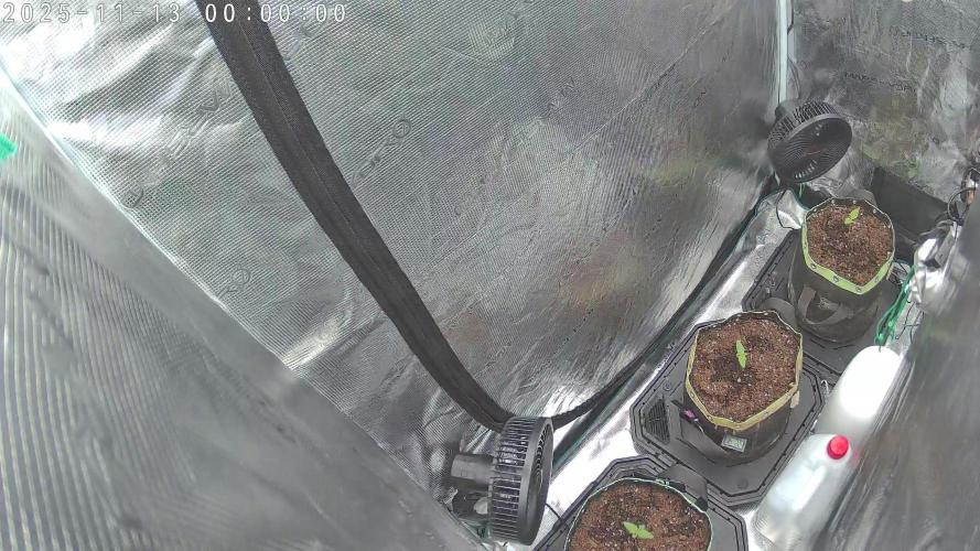 Purple Clouds. Week 1