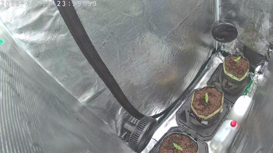 Purple Clouds. Week 1