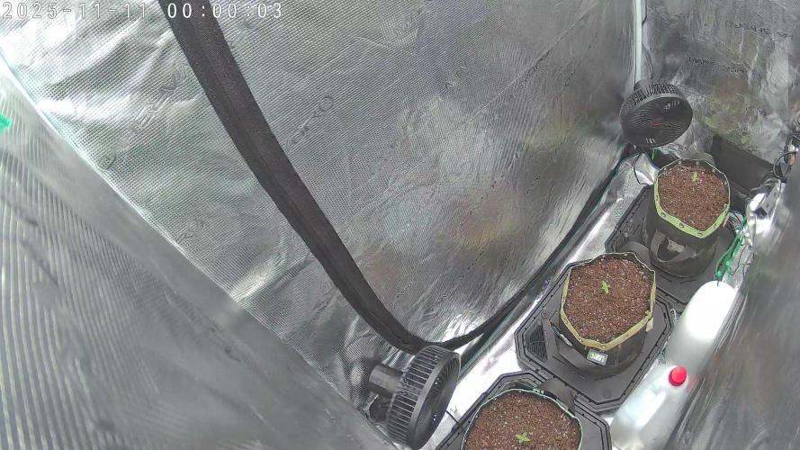 Purple Clouds. Week 1