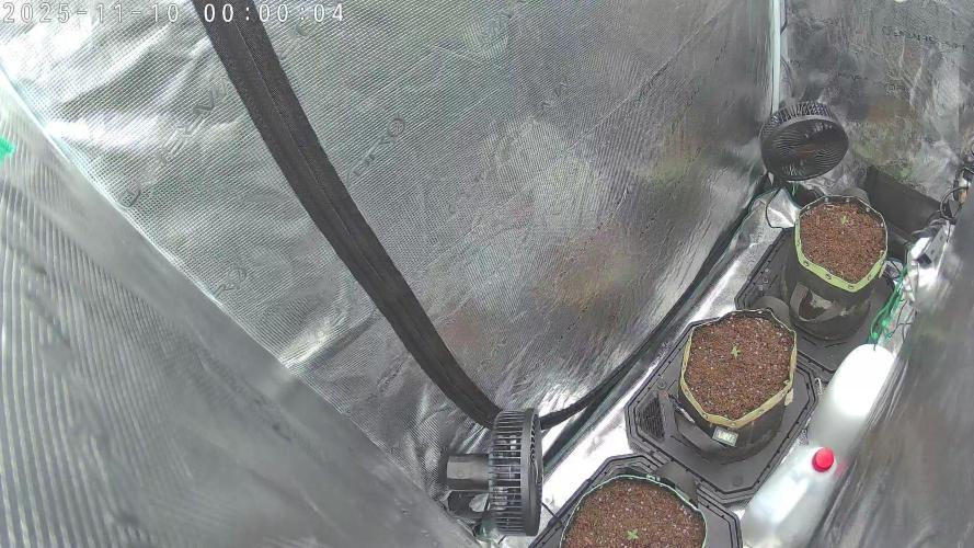 Purple Clouds. Week 1