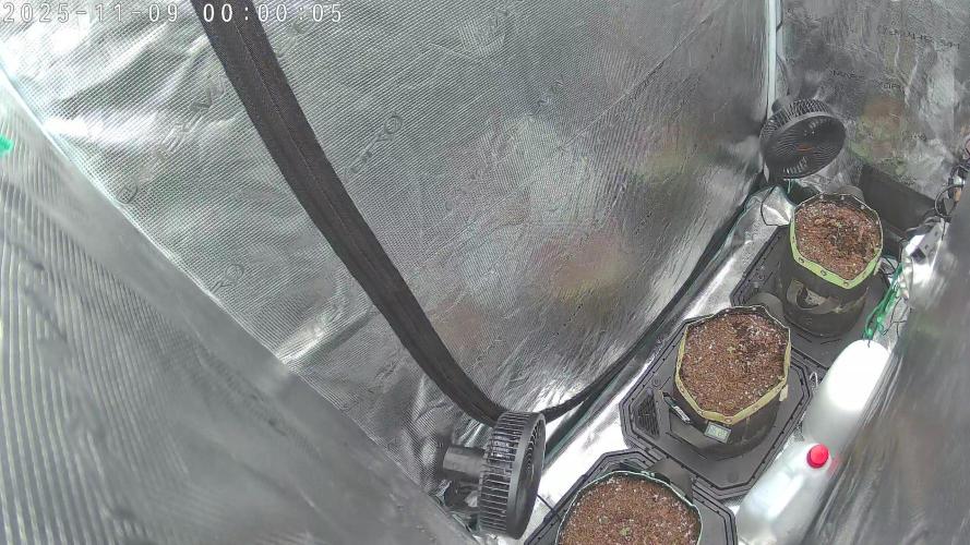 Purple Clouds. Week 1