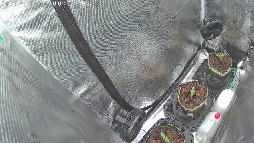 Purple Clouds. Week 2