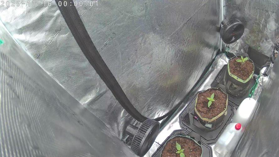 Purple Clouds. Week 2