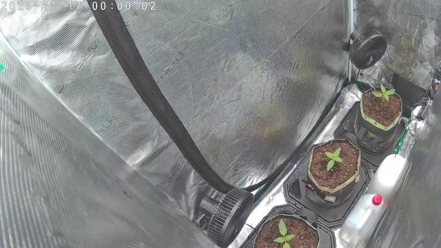 Purple Clouds. Week 2