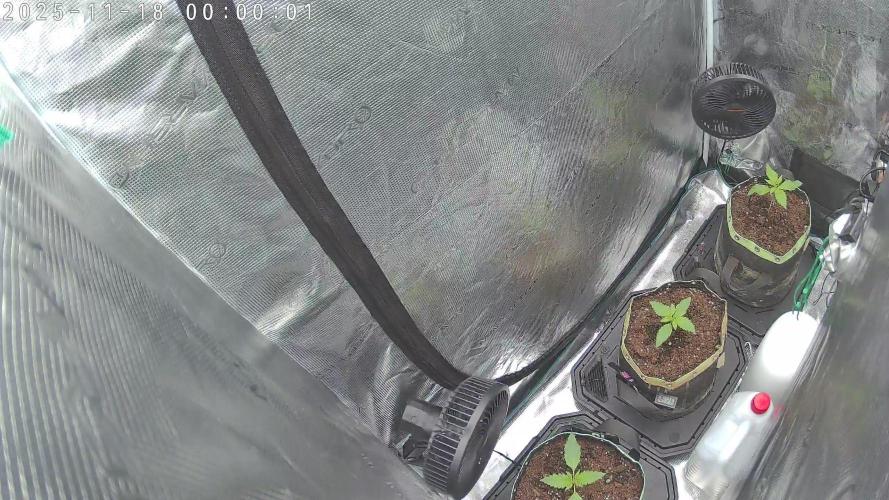 Purple Clouds. Week 2