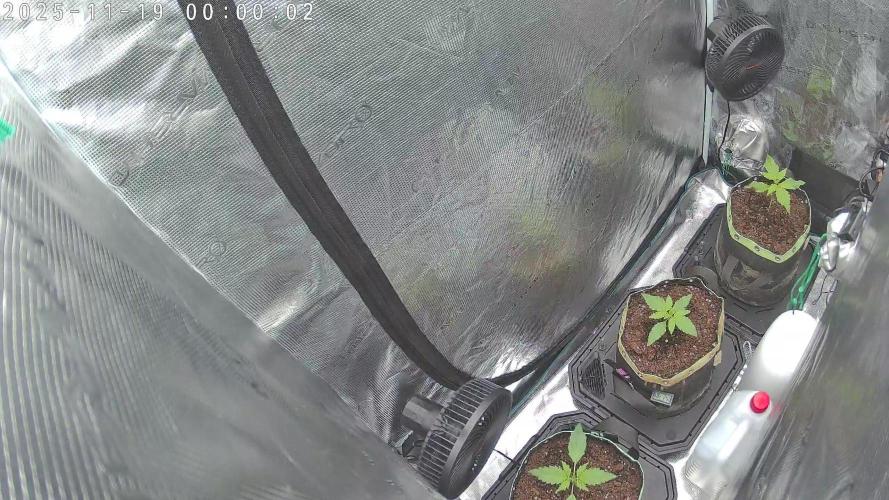 Purple Clouds. Week 2