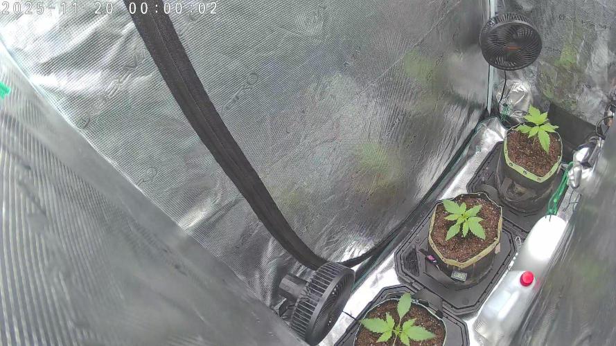 Purple Clouds. Week 2