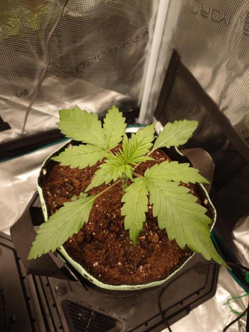 Purple Clouds. Week 2 - BPP